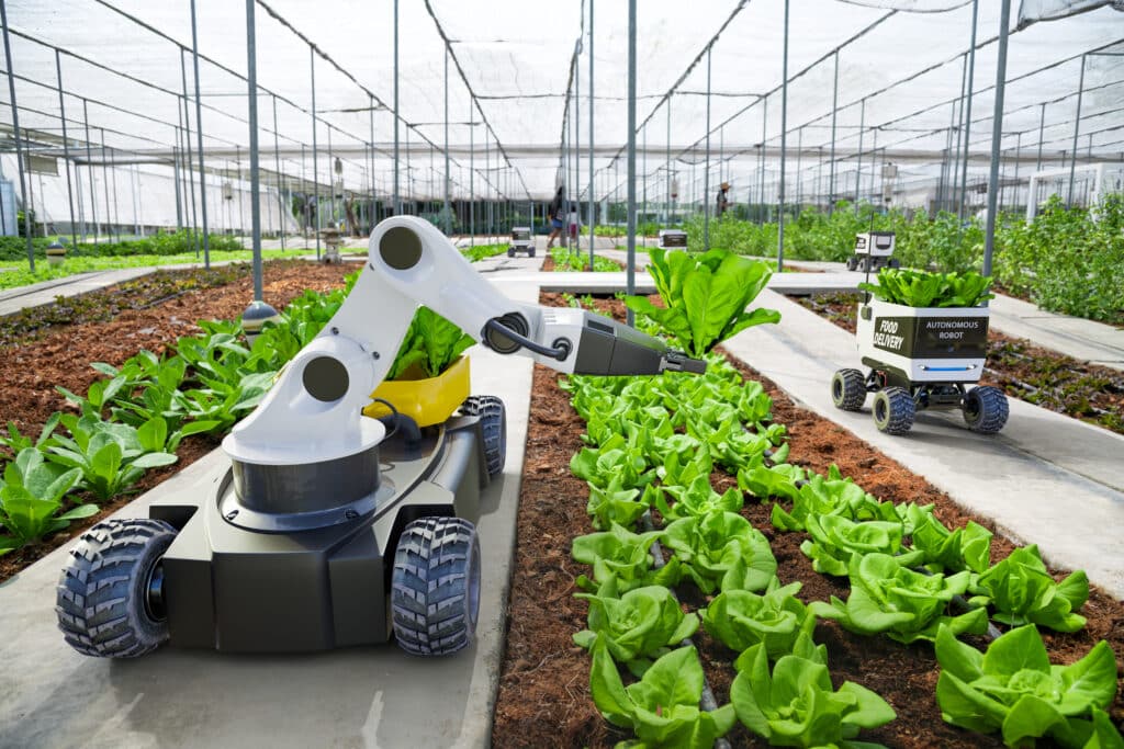 robotic arm picking salad plants